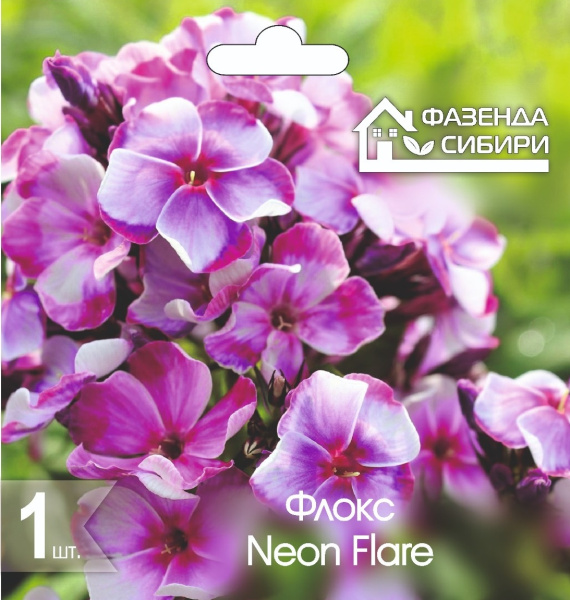 Флокс Phlox Neon Flare