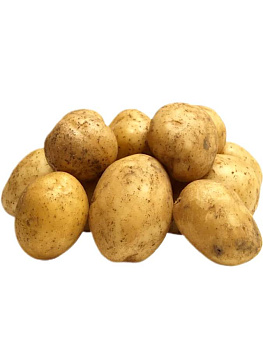 Картофель семенной Танай 2,5кг(супер супер элита)