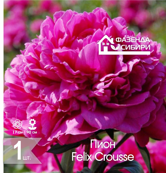 сПион Felix Crousse