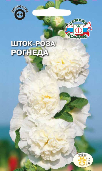 shtok_roza_rogneda_belaya