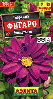 Георгина Фигаро Фиолетовая махровая (7шт) Аэлита/10