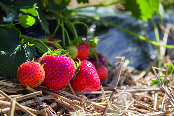 Клубника ремонтантная Флорентина /кратно 64