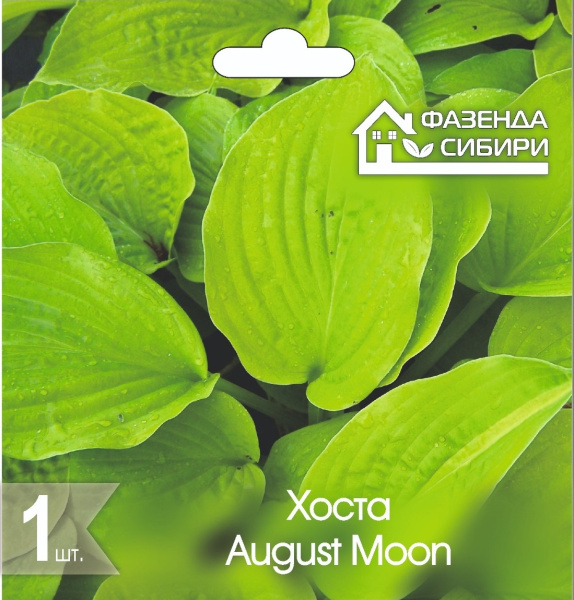 Хоста August Moon