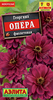 Георгина Опера фиолетовая (7шт) Аэлита/10