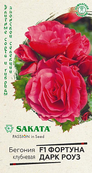 Бегония Фортуна Дарк роуз F1 (4шт) Гавриш/10