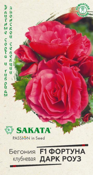 Бегония Фортуна Дарк роуз