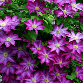  Клематис Какио крупноцветковый цена/ед кратно 8шт 