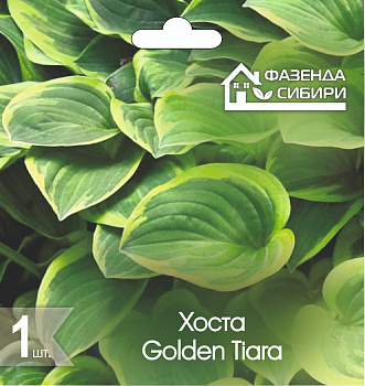  Хоста В ГОРШКЕ Голден Тиара/Golden Tiara Фазенда Сибири