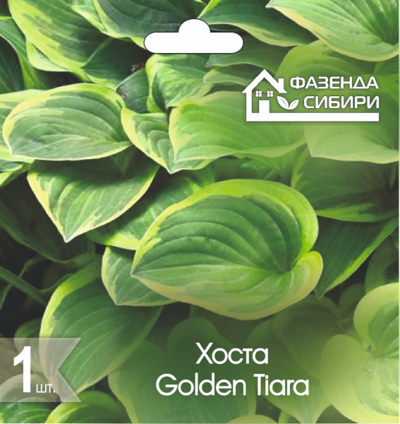 Хоста Golden Tiara