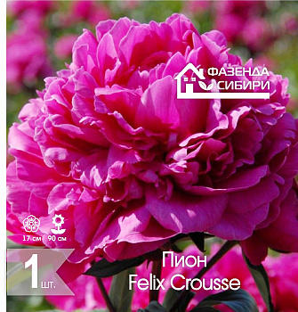  Пион Феликс Краус/Felix Crousse 2/3 (1шт) Фазенда Сибири
