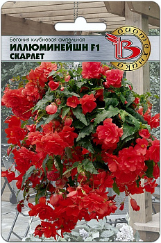 Бегония Иллюминейшн F1 Скарлет (8шт) Биотехника/10