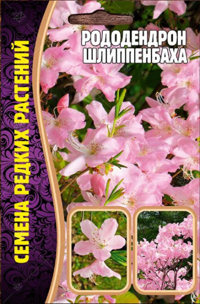 Рододендрон Шлиппенбаха