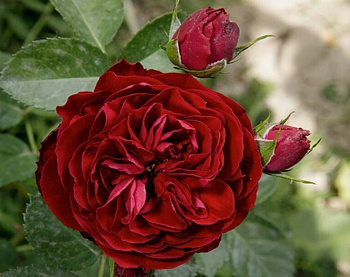 2 Роза Эротик Рококо (Флорибунда) (1шт) в коробке