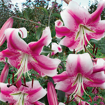  Лилия БЕЗ УПАК. ОТ-гибрид Анастасия/Anastasia 14/16 (1шт)/КРАТНО 5шт А-30 /Фазенда Сибири