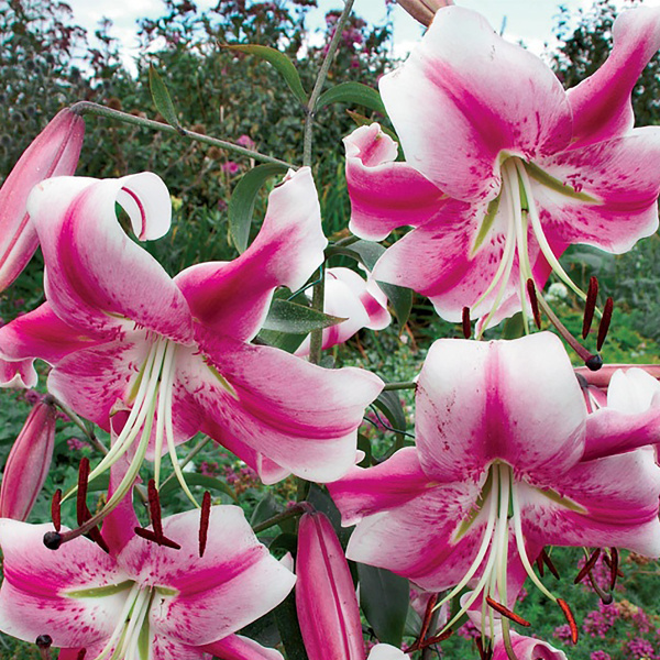 Лилия Анастасия