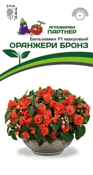 Бальзамин оранжери бронз