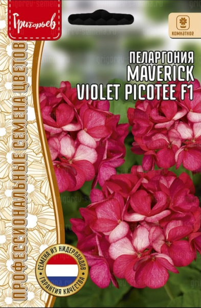 Пеларгония Маверик Виолет Пикоти