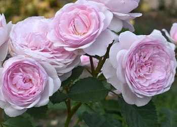  Роза Остин Росалинд (Английская) (1шт) в коробке