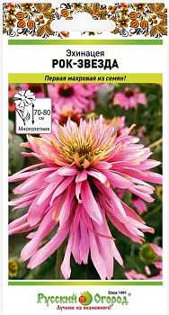 11Эхинацея Рок-звезда (5шт) НК/10