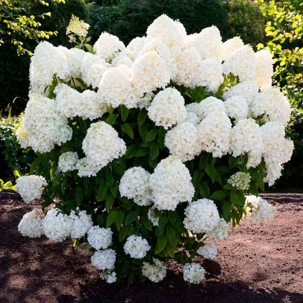 Гортензия Ливинг Самер Сноу