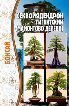 Секвойядендрон гигантский (5шт) Редкие овощи/10