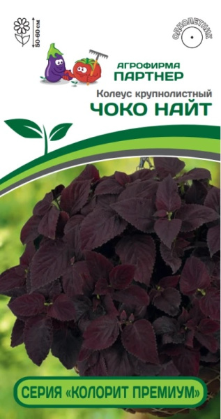 Колеус Чоко найт