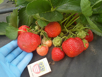 Клубника сезонная Джоли ЗКС в стакане 200мл /КРАТНО 6 шт/