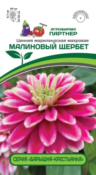 Цинния малиновый щербет