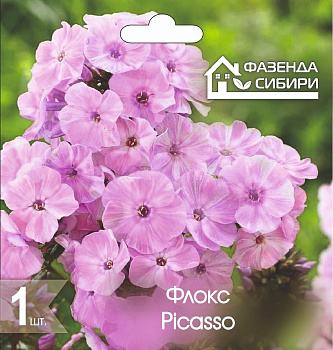  Флокс Пикассо/Picasso (1шт) Фазенда Сибири