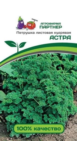 Петрушка астра