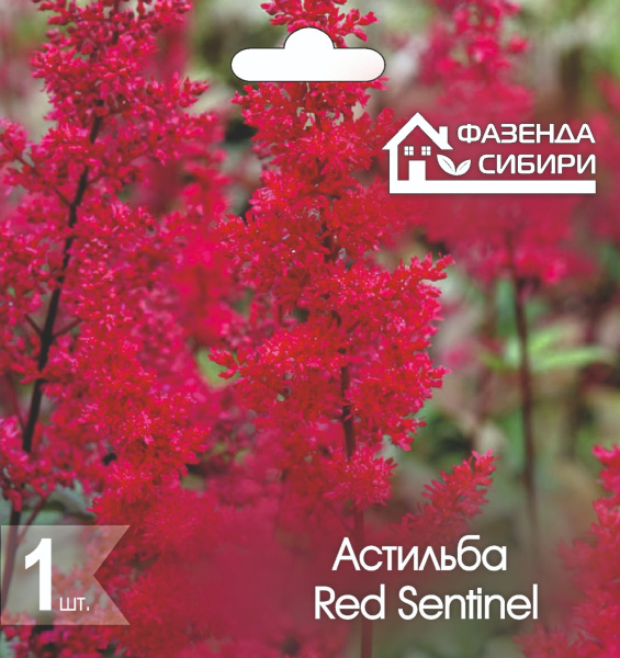 Астильба Red Sentinel
