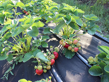 Клубника сезонная Сенсация ЗКС в стакане 200мл /КРАТНО 6 шт/