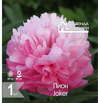  Пион В ГОРШКЕ Джокер/Joker Фазенда Сибири