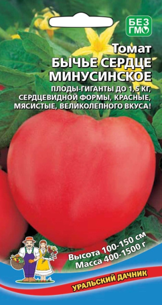 tomat-byche-serdce-minusinskoe-1