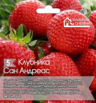 Клубника Фриго ремонтантная Сан-Андреас А+ 5шт/упак
