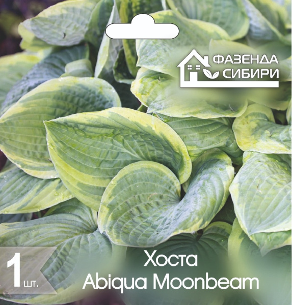 Хоста Abiqua Moonbeam