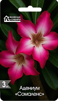 Адениум Сомаленс (3шт) Фазенда Сибири/10