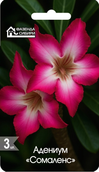 АДЕНИУМ Сомаленс