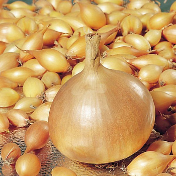 Лук-севок Геркулес F1 10-21 цена за мешок /20 кг