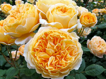  Роза Беатрис (Английская) (1шт) в коробке