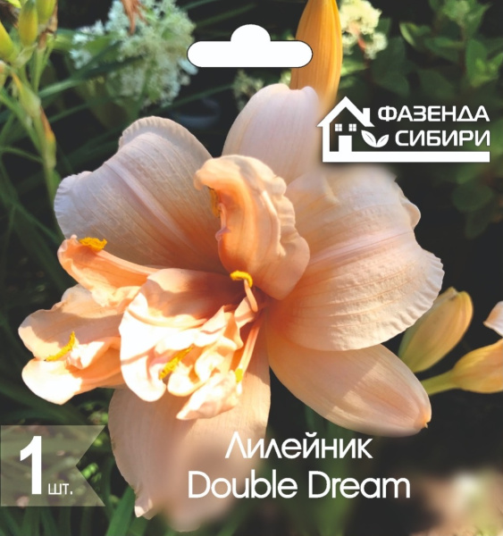 Лилейник Double Dream