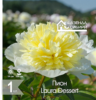  Пион Лаура Десерт/Laura Dessert 2/3 (1шт) Фазенда Сибири