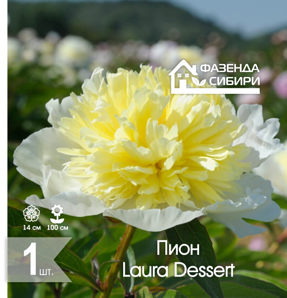 сПион Laura Dessert