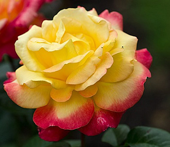  Роза Восточный экспресс (Чайно-гибридная) (1шт) в коробке