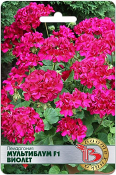 Пеларгония Мультиблум Виолет F1 (5шт) Биотехника/10