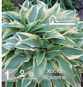 2 Хоста В ГОРШКЕ Волверайн/Wolverine Фазенда Сибири