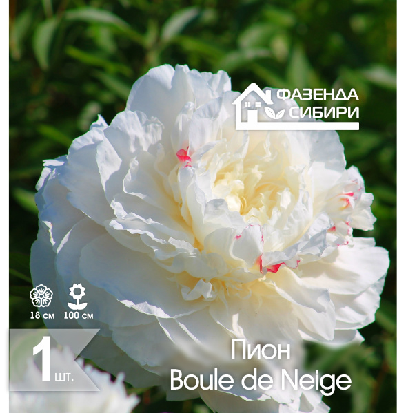 сПион Boule de Neige