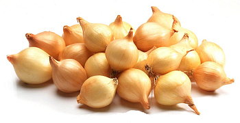 Лук-севок Купидо F1 14-21 цена за мешок /20 кг