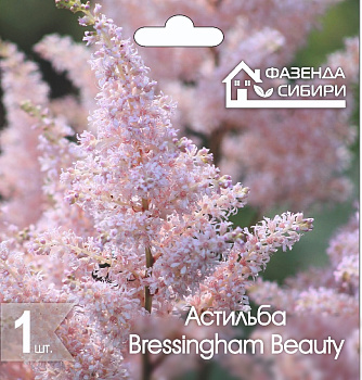  Астильба В ГОРШКЕ Брессингем Бьюти/Bressingham Beauty Фазенда Сибири