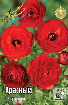  Ранункулюс Красный (6/7) (10шт) Колорлайн